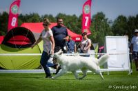 biały owczarek szwajcarski